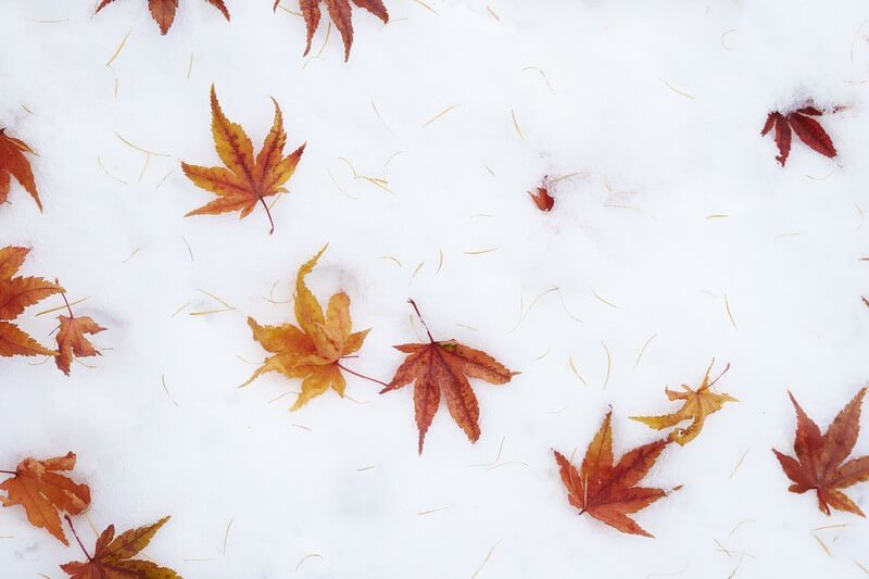 雪の上の紅葉