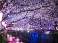 夜桜