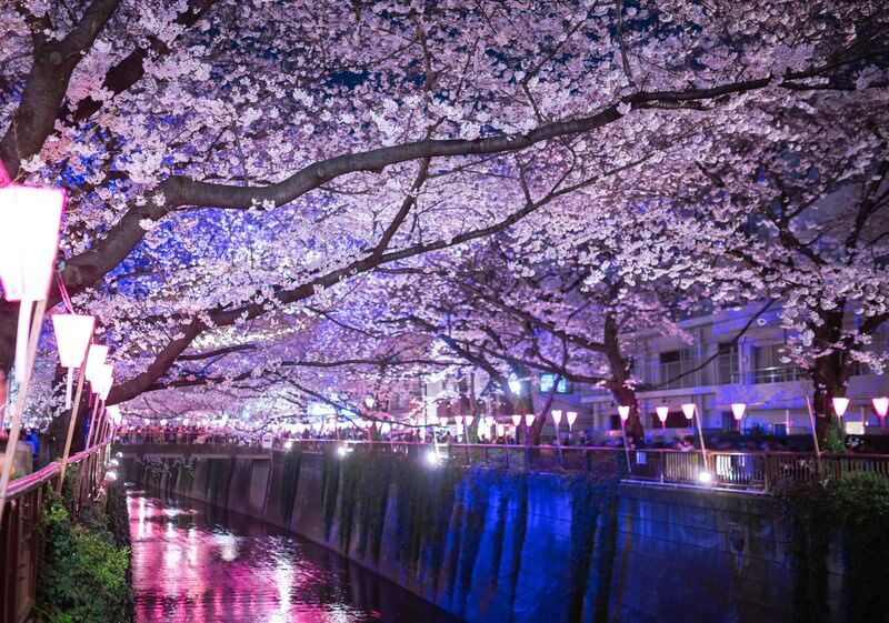 夜桜