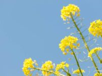 菜の花