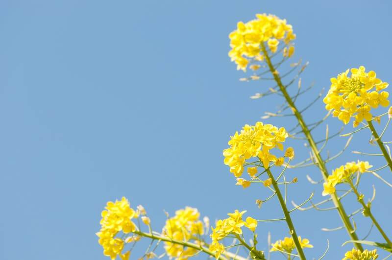 菜の花