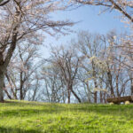 お花見スポット