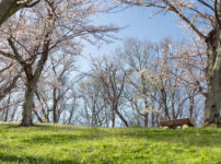 お花見スポット