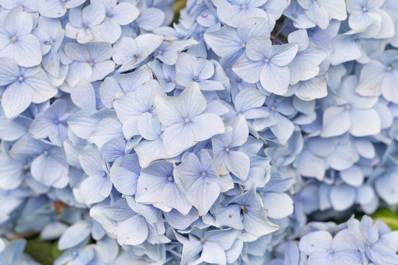 紫陽花