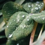 梅雨
