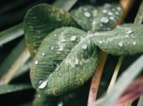 梅雨