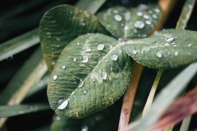 梅雨