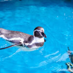 ペンギン