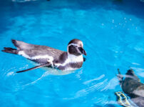 ペンギン