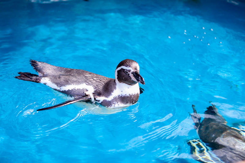 ペンギン